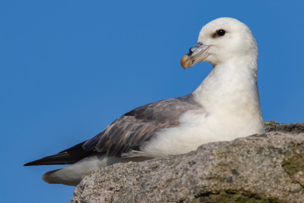 Le fulmar boréal (Fulmarus glacialis) est un oiseau marin qui peut extraire le sel de l'eau de mer par ses narines. C'est par les narines tubulaires proéminentes, sur le bec, que la solution hypersaline coule © Duncan / Unsplash